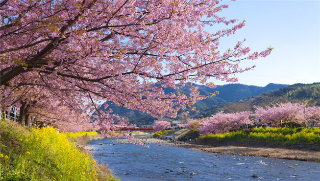 静冈伊东是日本可以观赏早樱的地点之一，每年二、三月份，樱花就开了。