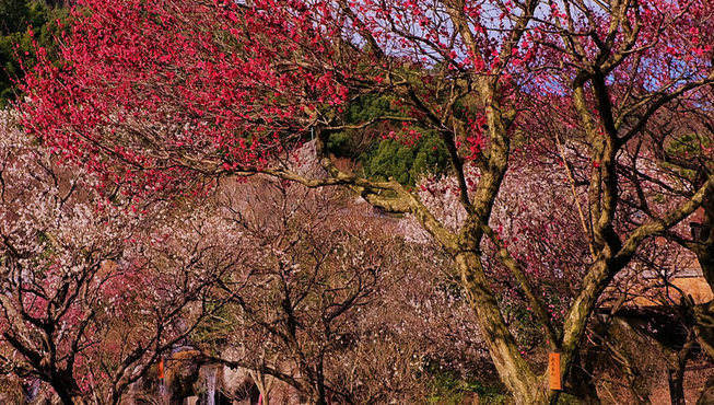 热海的梅园，可以欣赏到日本开得最早的梅花，一整片花海满溢着梅花香。