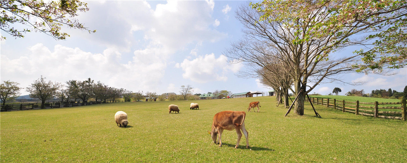 在雄大的雾岛山麓之下,高千穗牧场是一处能与可爱的动物们亲密接触的