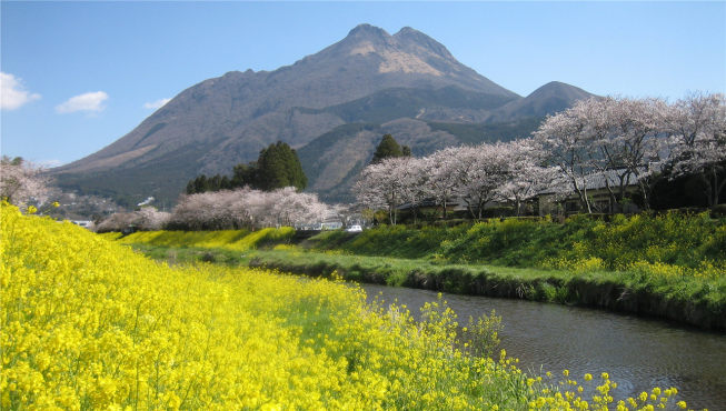 4月，已经吹雪的樱花、油菜花和由布岳相映成趣