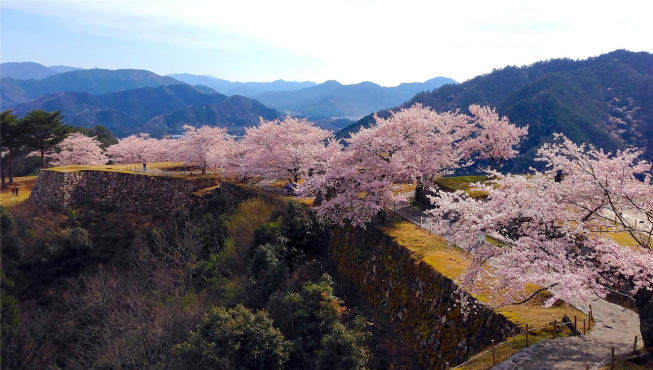 除了云海盛景，春天的竹田城跡将被粉嫩春樱妆点。