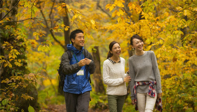 秋天的清晨，跟随向导在溪流或八甲田周边徒步欣赏艳丽的红叶盛景。