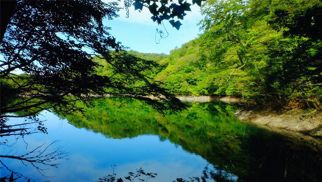 走进超大的山毛榉原生林——幽静、神秘的白神山地。