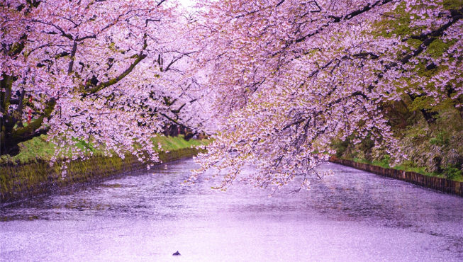 在日本花见圣地——弘前城前赏唯美樱吹雪。