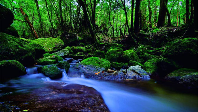 鹿儿岛下辖的屋久岛以其丰富的自然资源，成为日本早期被纳入联合国教科文组织的世界自然遗产之一。