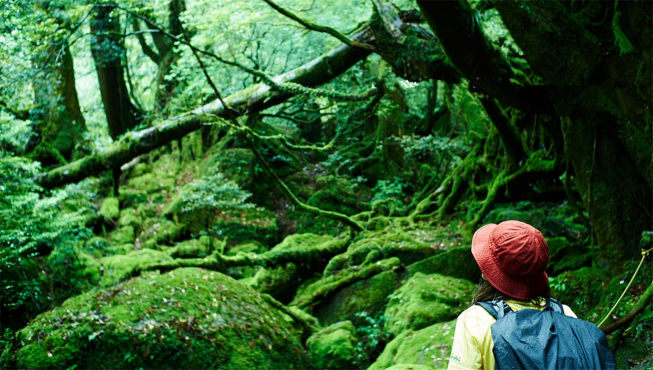 白谷云水峡，九州最具代表性的峡谷之一，拥有面积424公顷的广阔原生苔藓森林。
