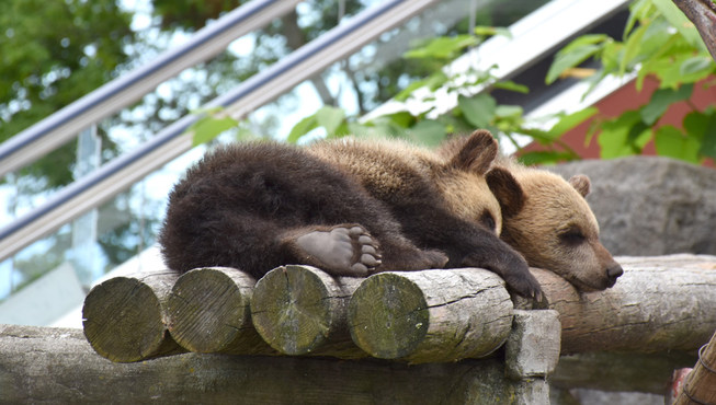 登别熊牧场放养有大约1600头日本棕熊，号称世界最大的熊牧场，并有世界唯一熊博物馆。