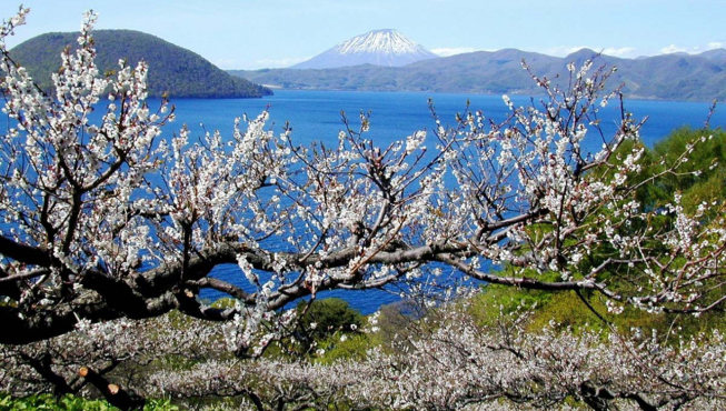 以梅园著称的壮瞥公园，是洞爷湖周边首屈一指的观景地点。园内的斜面种有约300株的丰后梅，从5月上旬到中旬，是梅花的花季。