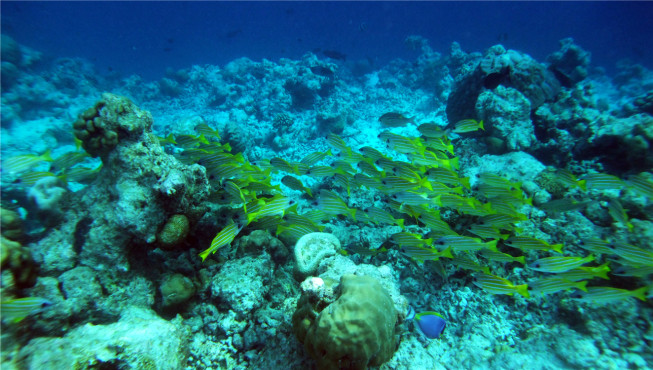 丰富的海洋生物、温暖的水域以及原始的珊瑚礁形成了世界上最棒的浮潜、潜水环境。