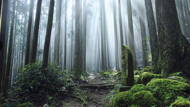 酒店开发的数条徒步路线带您在穿越熊野古道、溪流等自然之境的同时，领略沿途风光与神社寺庙之美。

