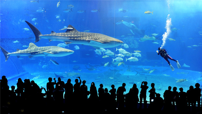 在世界上规模最大的水族馆之一——冲绳美丽海水族馆里，了解海洋世界的神奇与广阔。