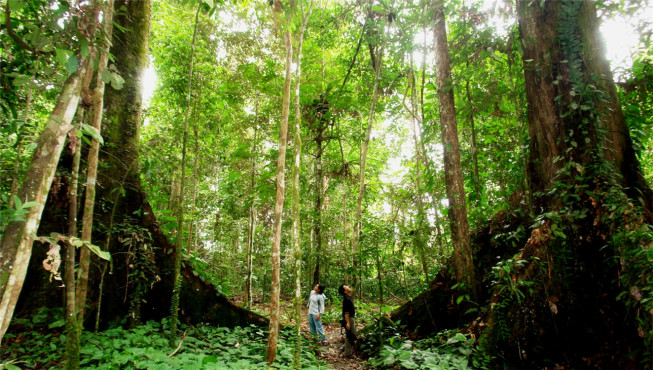 探索茂密原始丛林、红树林，近距离感受大自然奇景。