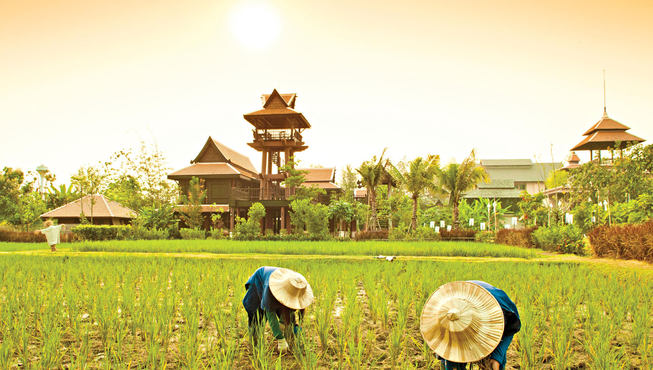 酒店的不远处就是稻田，可以体验不一样的清迈的田园风情。