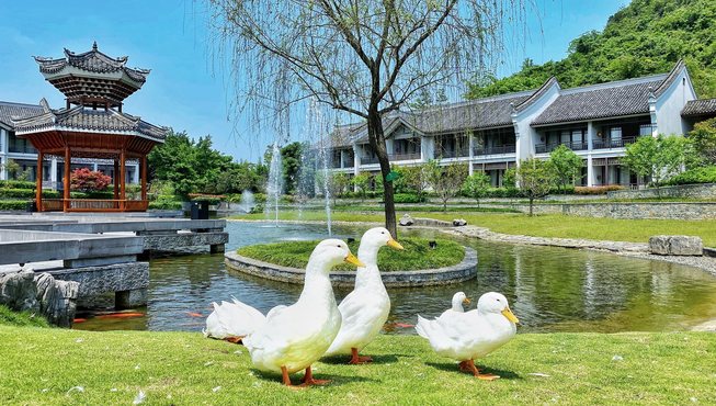 憨态可掬的鸭子