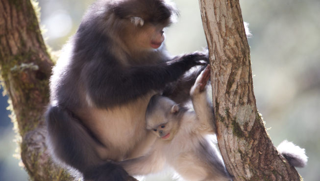滇金丝猴——滇金丝猴是世界濒危动物，在野外仅存2000只左右。