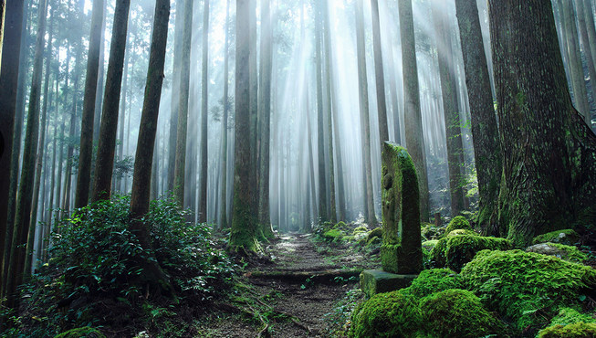 安缦伊沐开发了数条徒步路线，带领客人们穿过熊野古道溪流、河流和瀑布网布的山脉，经由雪松和柏树林，领略沿途风光和神社寺庙，体验日本神道教和自然崇拜的古老传统的融合