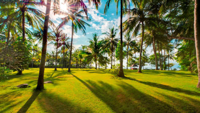 在高耸的椰子树包围下，形成了一个完美的热带度假胜地。